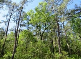 SOLD!!  9 Acres of Residential and Hunting Land in Pender County NC!