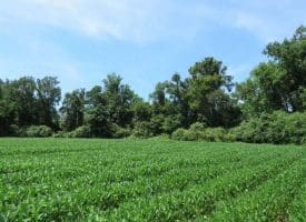 SOLD!!  35 Acres of Farm and Hunting Land For Sale in Duplin County NC!