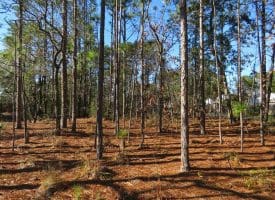 SOLD!! Residential Lot For Sale in Brunswick County NC!