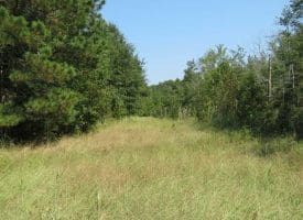 SOLD!!  174 Acres of Hunting Land For Sale in Dillon County SC!