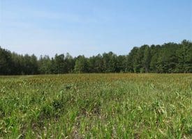 SOLD!!  174 Acres of Hunting Land For Sale in Dillon County SC!