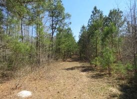 SOLD!!  35 Acres of Hunting Land with Home Site in Scotland County NC!