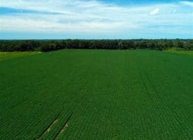 SOLD!!  35 Acres of Farm and Hunting Land For Sale in Duplin County NC!