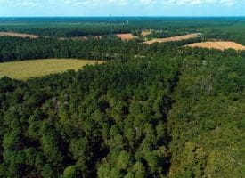 SOLD!!  18 Acres of  Timber and Hunting Land For Sale in Columbus County NC!