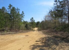 SOLD!!  35 Acres of Hunting Land with Home Site in Scotland County NC!