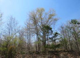 SOLD!!  35 Acres of Hunting Land with Home Site in Scotland County NC!