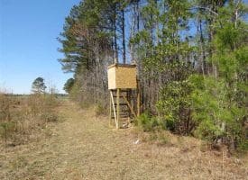 SOLD!!  73 Acres of Farm and Timber Land For Sale in Robeson County NC!