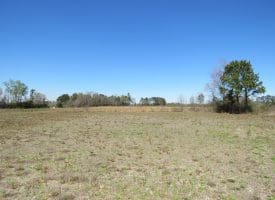 14 +/- Acres of Farm and Timber Land with Home Site For Sale in Robeson County NC!