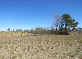 14 +/- Acres of Farm and Timber Land with Home Site For Sale in Robeson County NC!