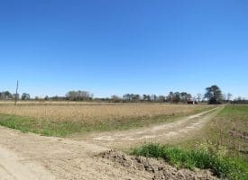 14 +/- Acres of Farm and Timber Land with Home Site For Sale in Robeson County NC!