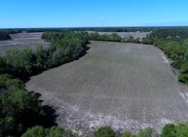 42+/- Acres of Farm and Hunting Land For Sale in Robeson County NC!