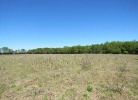 42+/- Acres of Farm and Hunting Land For Sale in Robeson County NC!