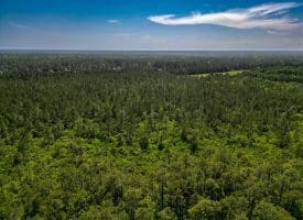 11.66+/- Acres of Residential Development Land For Sale in Brunswick County NC!