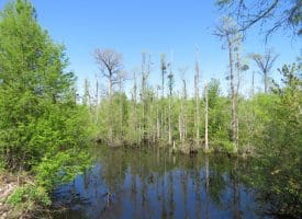 23+/- Acres of   Hunting Land With Home Site For Sale in Robeson County NC!