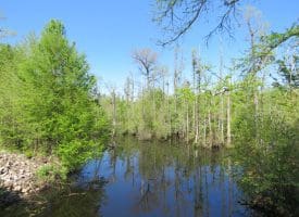 23+/- Acres of   Hunting Land With Home Site For Sale in Robeson County NC!