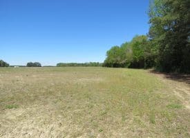 23+/- Acres of   Hunting Land With Home Site For Sale in Robeson County NC!