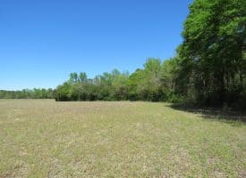 23+/- Acres of   Hunting Land With Home Site For Sale in Robeson County NC!