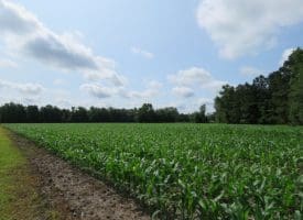 25 +/- Acres of Farm Land For Sale in Robeson County, NC