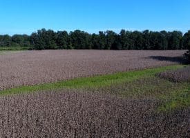 25+/- Acres of Farm Land For Sale in Robeson County NC!