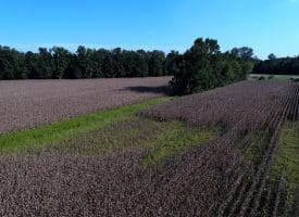 25+/- Acres of Farm Land For Sale in Robeson County NC!