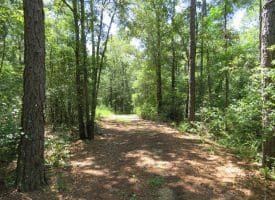 121+/- Acres With Home For Sale in Brunswick County NC!
