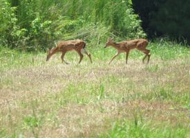121+/- Acres With Home For Sale in Brunswick County NC!