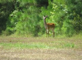121+/- Acres With Home For Sale in Brunswick County NC!