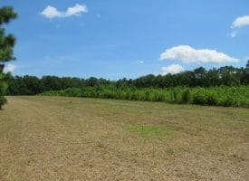 121+/- Acres With Home For Sale in Brunswick County NC!