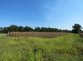 25+/- Acres of Farm Land For Sale in Robeson County NC!