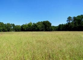 8.2+/- Acre Mini Farm For Sale in Scotland County NC!