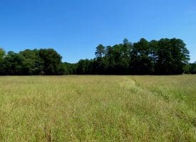 8.2+/- Acre Mini Farm For Sale in Scotland County NC!