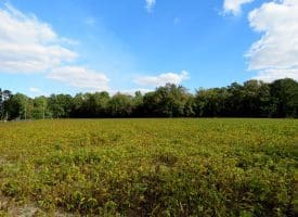 Tract 4-2.63 Acres Bill Hooks Rd Whiteville, NC