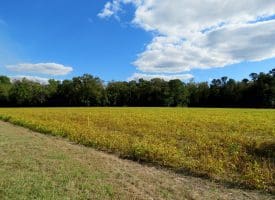 Tract 4-2.63 Acres Bill Hooks Rd Whiteville, NC