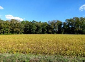 Tract 2-12.2 Acres Bill Hooks Rd Whiteville, NC