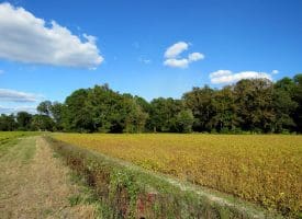 Tract 2-12.2 Acres Bill Hooks Rd Whiteville, NC