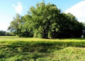 Tract 2-12.2 Acres Bill Hooks Rd Whiteville, NC