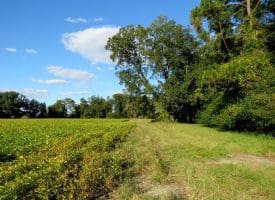 Tract 2-12.2 Acres Bill Hooks Rd Whiteville, NC