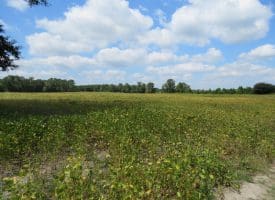 1.88 +/- Acres of Residential Land Located on Plantation Rd in Jones County NC
