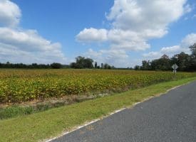1.88 +/- Acres of Residential Land Located on Plantation Rd in Jones County NC