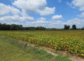 1.88 +/- Acres of Residential Land Located on Plantation Rd in Jones County NC