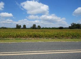 1.88 +/- Acres of Residential Land Located on Plantation Rd in Jones County NC