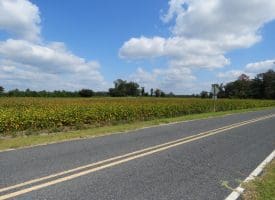 1.88 +/- Acres of Residential Land Located on Plantation Rd in Jones County NC