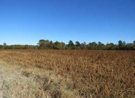 203 Acres of Industrial, Recreational or Timber Management Land in Maxton, NC