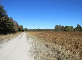 203 Acres of Industrial, Recreational or Timber Management Land in Maxton, NC
