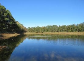 203 Acres of Industrial, Recreational or Timber Management Land in Maxton, NC