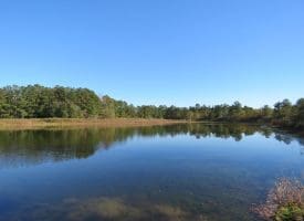 203 Acres of Industrial, Recreational or Timber Management Land in Maxton, NC