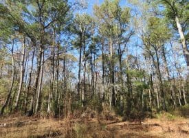 203 Acres of Industrial, Recreational or Timber Management Land in Maxton, NC