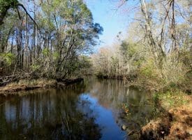203 Acres of Industrial, Recreational or Timber Management Land in Maxton, NC