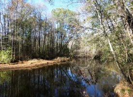 203 Acres of Industrial, Recreational or Timber Management Land in Maxton, NC