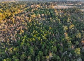 19 +/- Acres of Residential and Hunting Land For Sale in Robeson County NC!